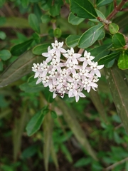 Asclepias perennis image
