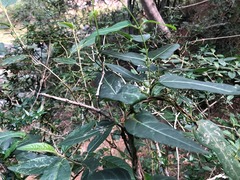 Parsonsia leichhardtii