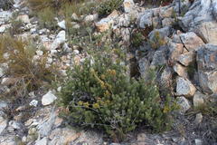 Leucadendron dregei