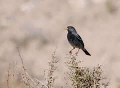 Rhopospina fruticeti