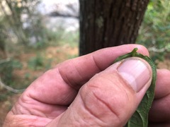 Parsonsia leichhardtii