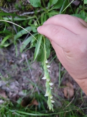 Spiranthes casei novaescotiae