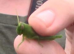 Schistocerca serialis cubense