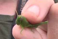 Schistocerca serialis cubense