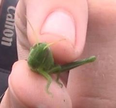 Schistocerca serialis cubense