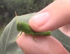 Schistocerca serialis cubense