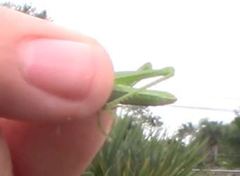 Schistocerca serialis cubense