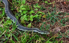Thamnophis fulvus