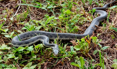 Thamnophis fulvus