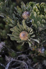 Leucadendron dregei