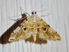 Elophila faulalis