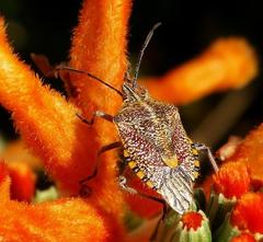 Agonoscelis versicoloratus