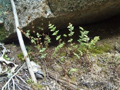 Cheilanthes distans