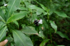 Tradescantia zanonia image