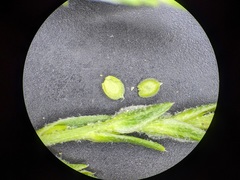 Corispermum americanum