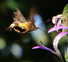 Macroglossum trochilus