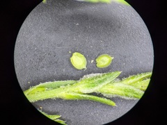 Corispermum americanum