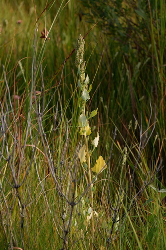 Image of Chenopodium macrospermum by (c) Bonnie Semmling, some rights reserved (CC BY)