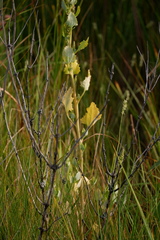 Chenopodium macrospermum