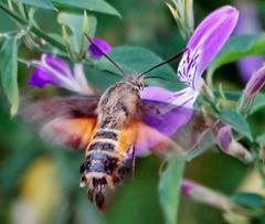 Macroglossum trochilus
