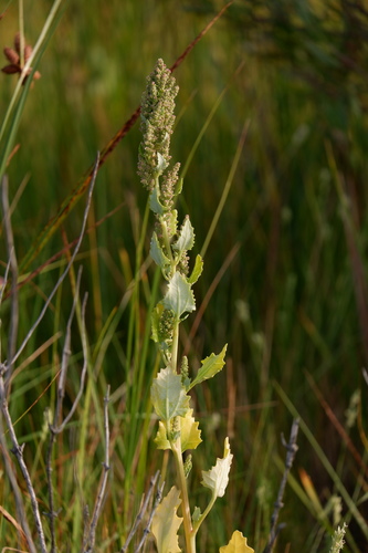 Image of Chenopodium macrospermum by (c) Bonnie Semmling, some rights reserved (CC BY)