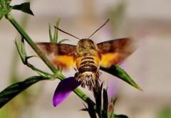 Macroglossum trochilus