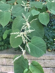 Reynoutria japonica