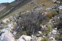 Leucadendron dregei