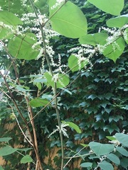 Reynoutria japonica