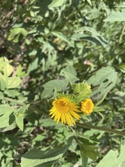 Grindelia adenodonta