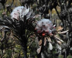 Leucadendron dregei