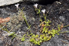 Nemesia macrocarpa