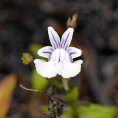 Nemesia macrocarpa