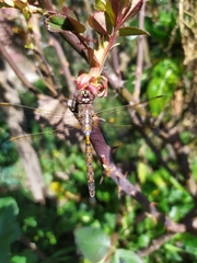 Rhionaeschna diffinis