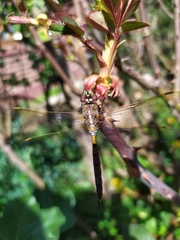 Rhionaeschna diffinis