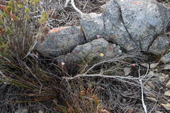 Zyrphelis microcephala