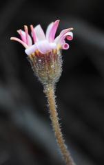 Zyrphelis microcephala