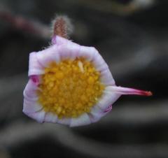 Zyrphelis microcephala