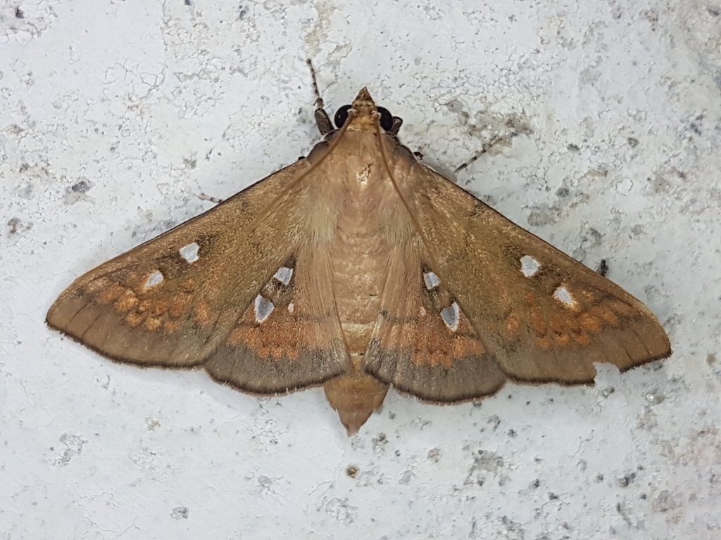 Polygrammodes rufinalis