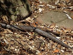 Dendroaspis polylepis