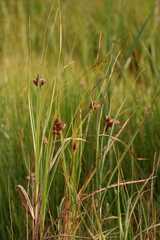 Bolboschoenus robustus