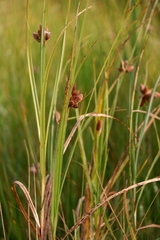 Bolboschoenus robustus