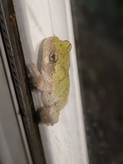 Hyla versicolor