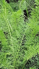 Achillea millefolium borealis