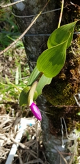 Sobralia amabilis