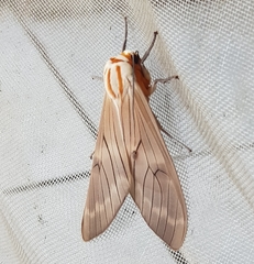 Amastus aconia rumina