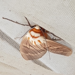 Amastus aconia rumina