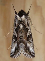 Cornutiplusia circumflexa