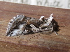 Cornutiplusia circumflexa