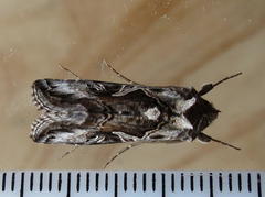 Cornutiplusia circumflexa